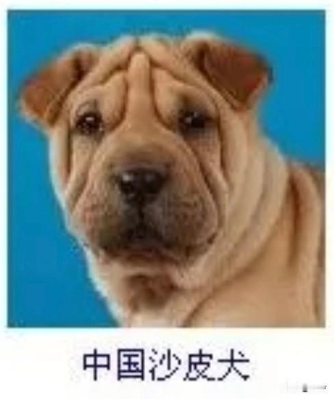 菩萨蛮43·中国沙皮犬
       茸毛浅覆黄金色，层波褶里藏英气。憨目注晴空