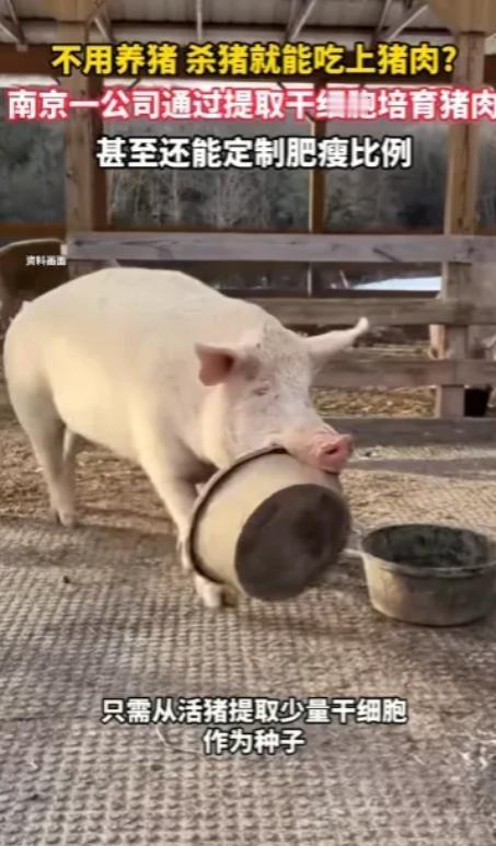 不用养猪不用杀猪，7天就能吃上真猪肉？南京又搞出大事情了！一家科技公司用干细胞直