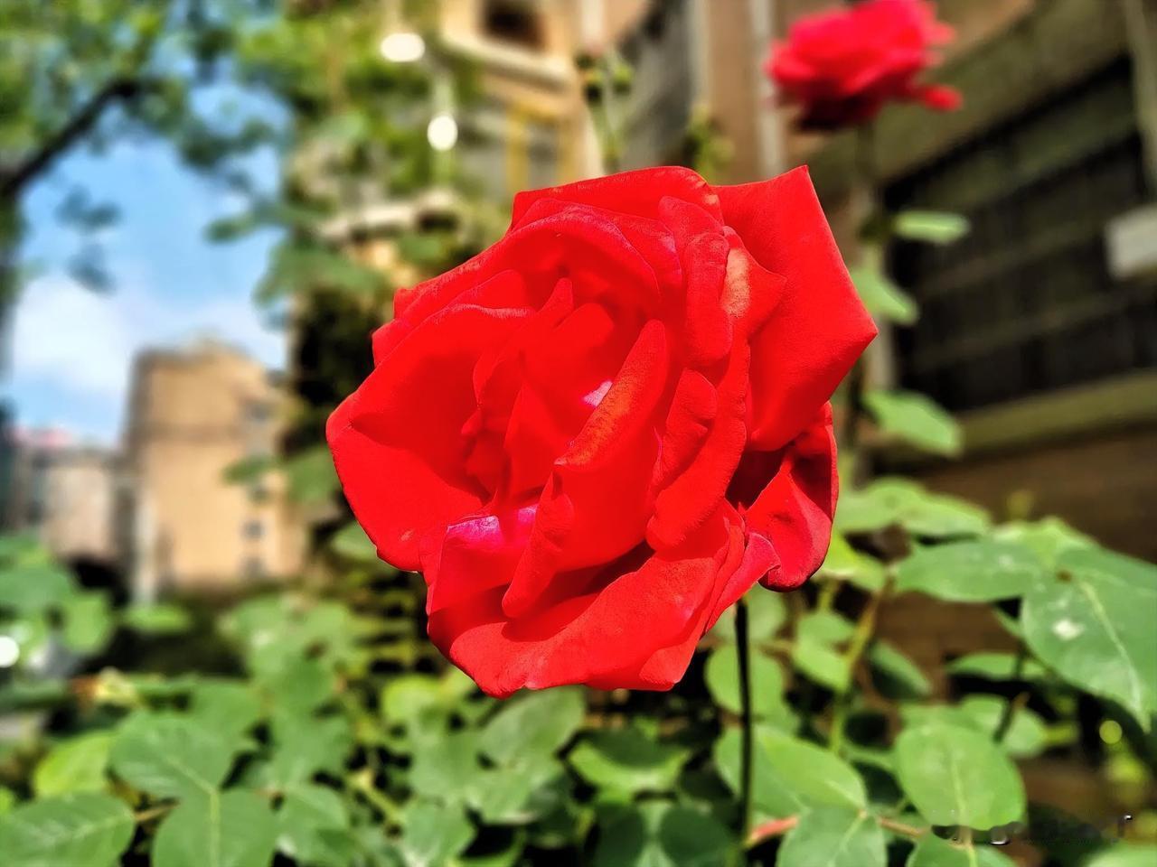 红花点点娇，对上联
紫微墙墙掛。