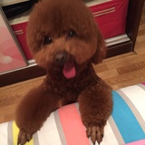独有聚聚汽车