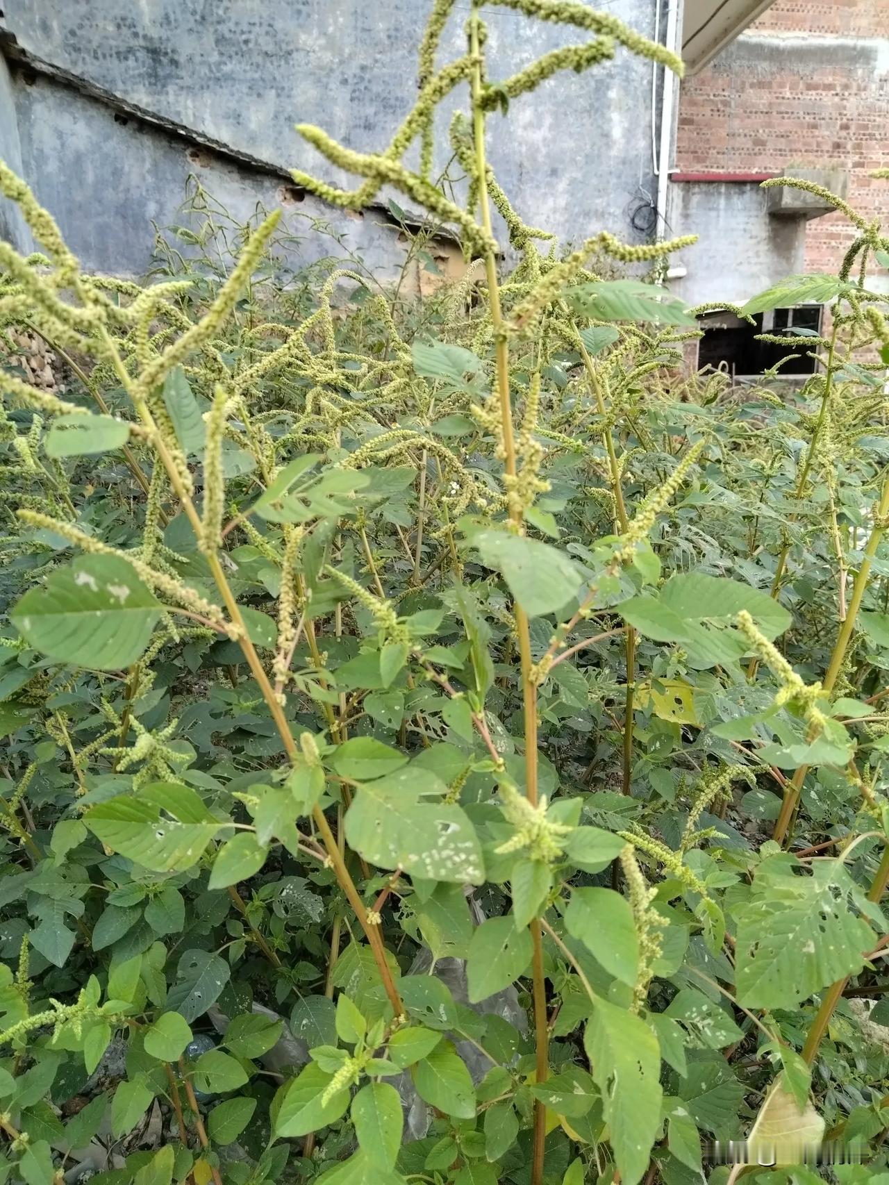 随拍记录生活听说这种野菜可以煮汤，在抖音上也看到特别是广东人很喜欢吃