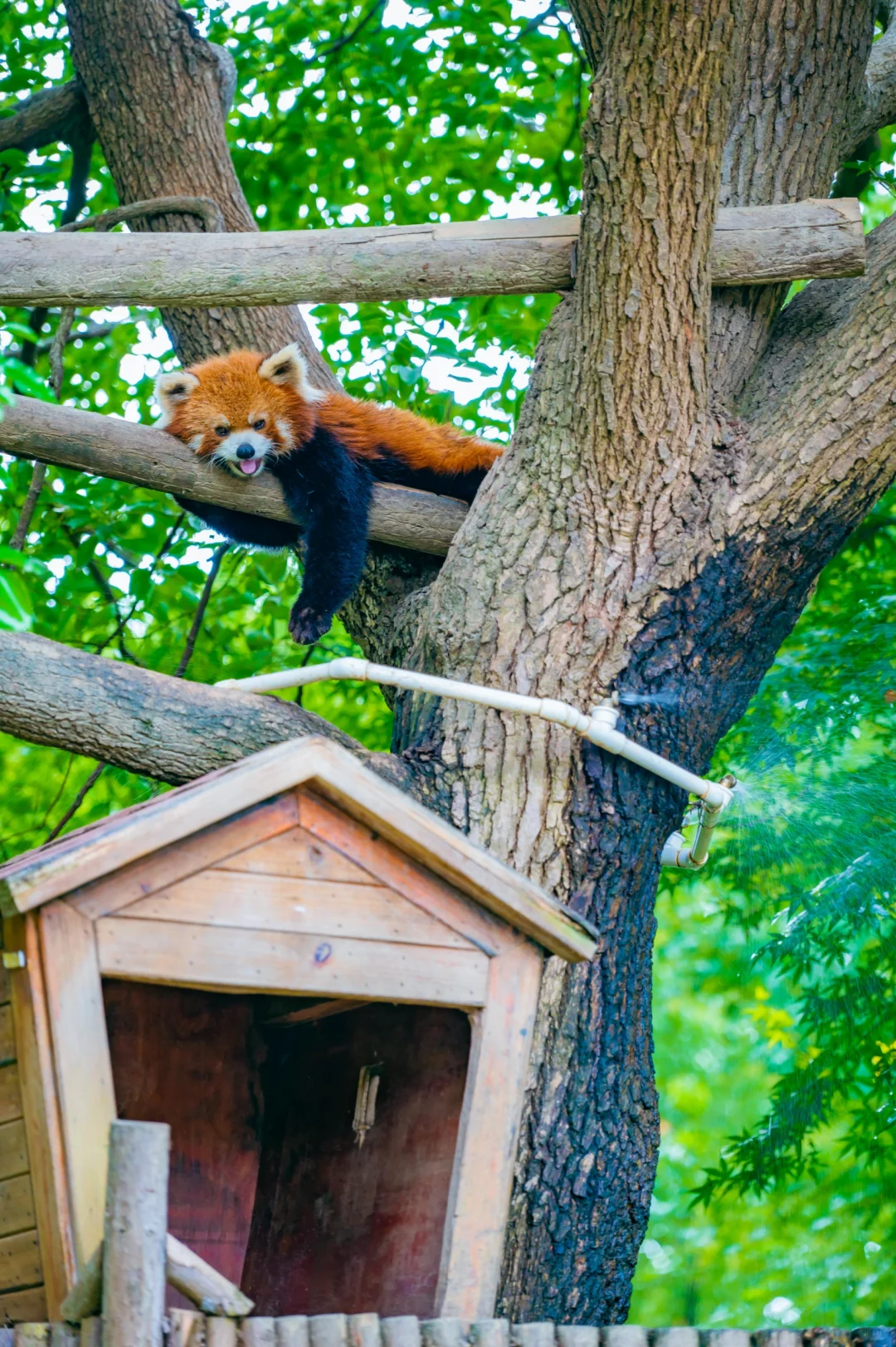 我敲❗小熊猫也太可爱了吧😭😭😭❗