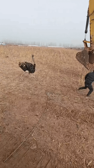 这驼鸟可真是不好惹啊？
也不知道这名开挖机的男子是怎么招惹它的？搞笑段子