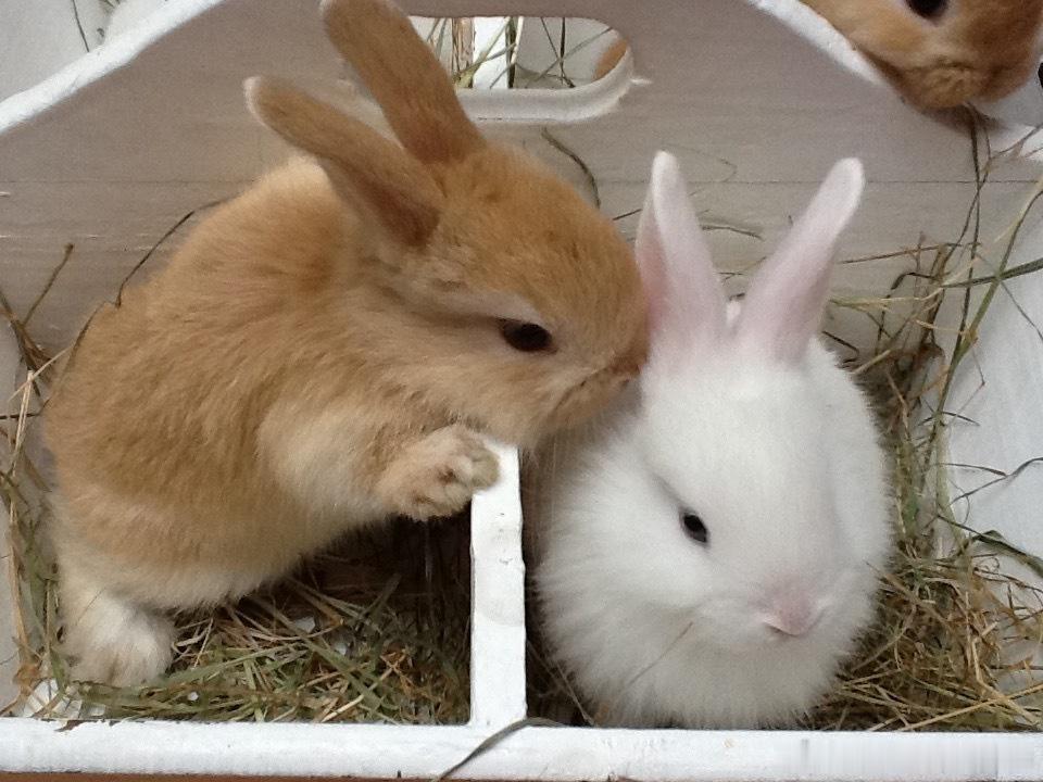 铮酱🐰 ​​​