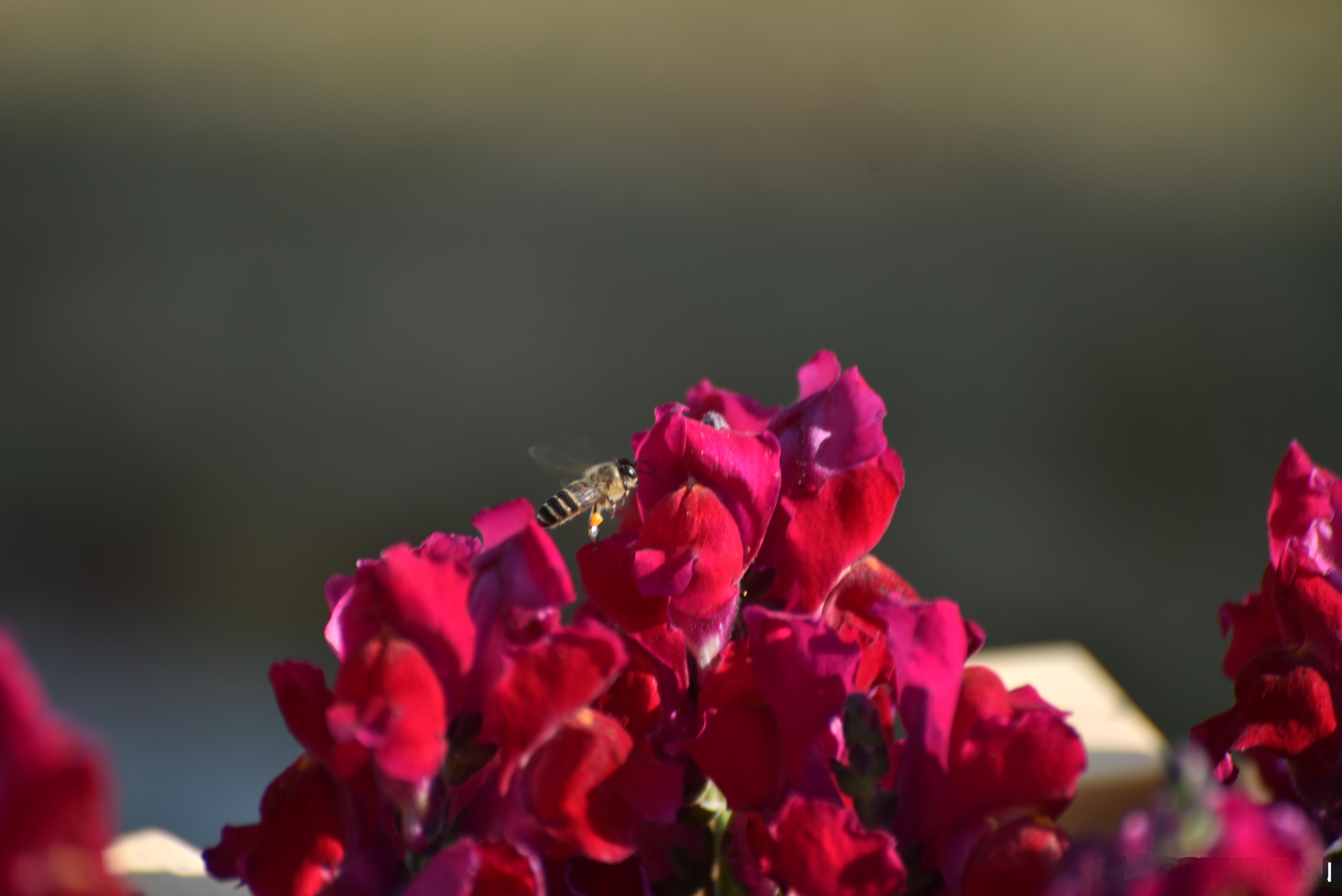 摄影[超话]  蜂恋繁花  金鱼草花语：高贵 祥瑞 鸿运当头  祝元宵节快乐！ 