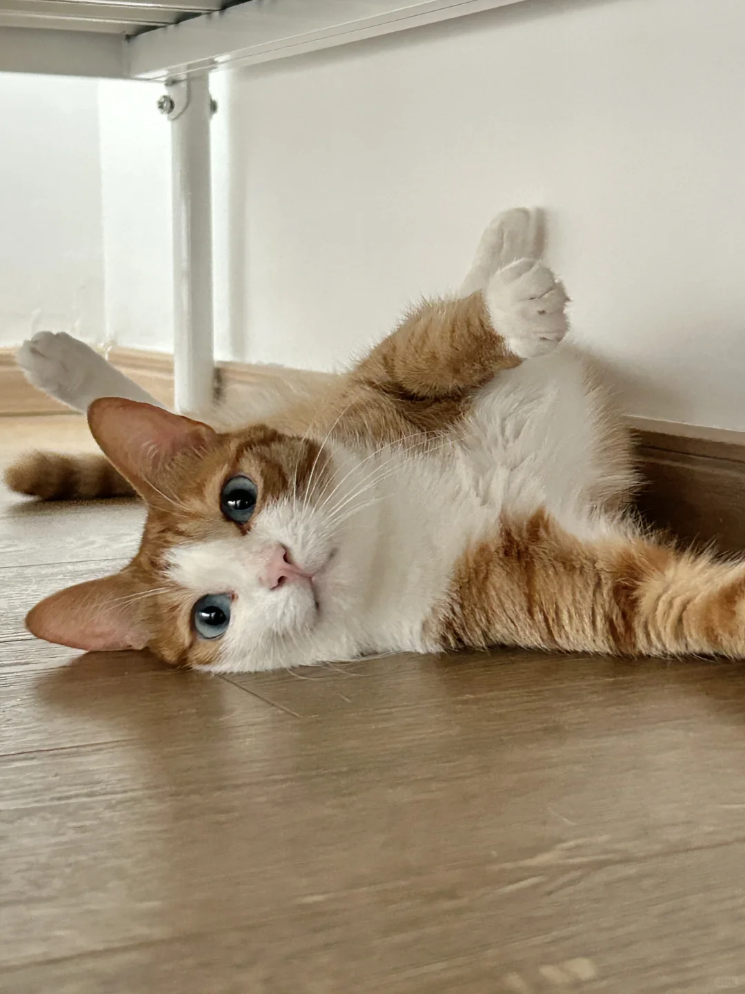 躺躺猫，走到哪躺到哪