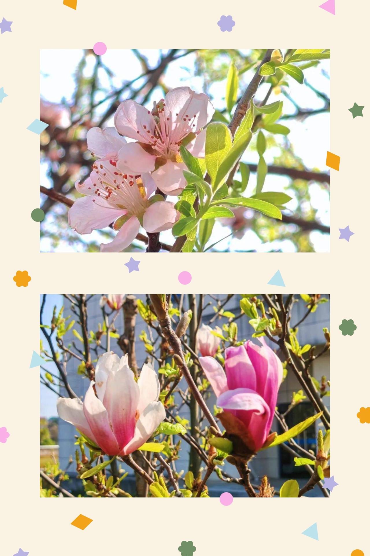 四月风来，与春赴约
三月的尾声轻轻收梢，四月的风便踏着温柔的脚步而来，带着草木的