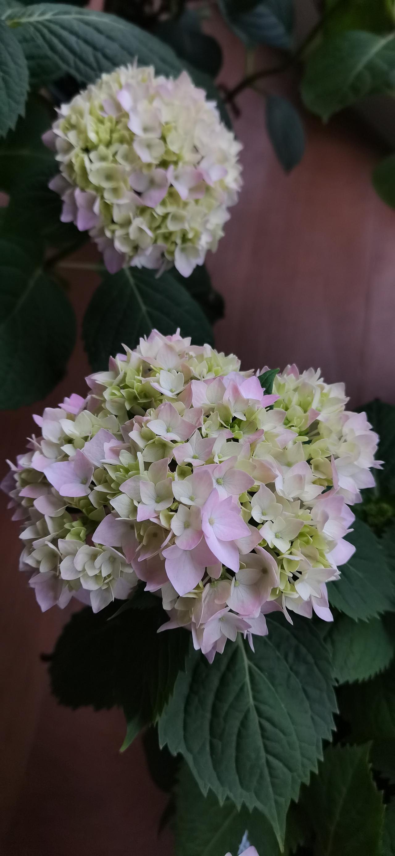 我的身份证还有一个月就要到期了，银行三天两头发来短信提醒我。想想也是不能再拖延了