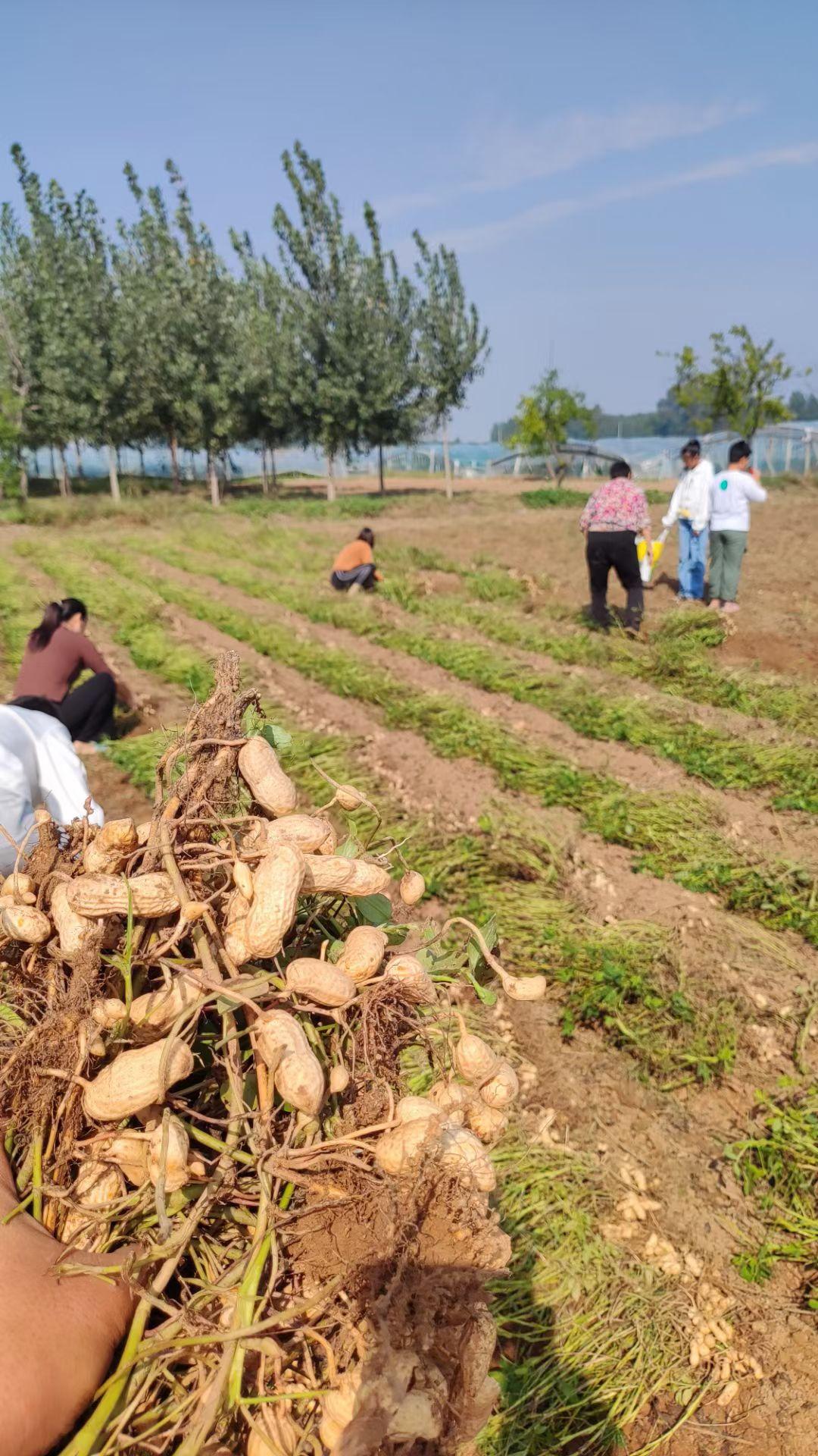 2025年新鲜粉皮大花生开挖了