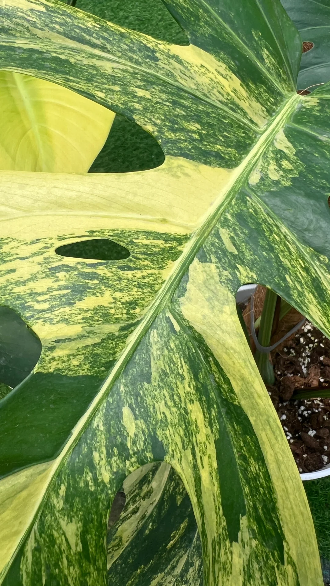 锦化植物你认识多少？（评论区交流）