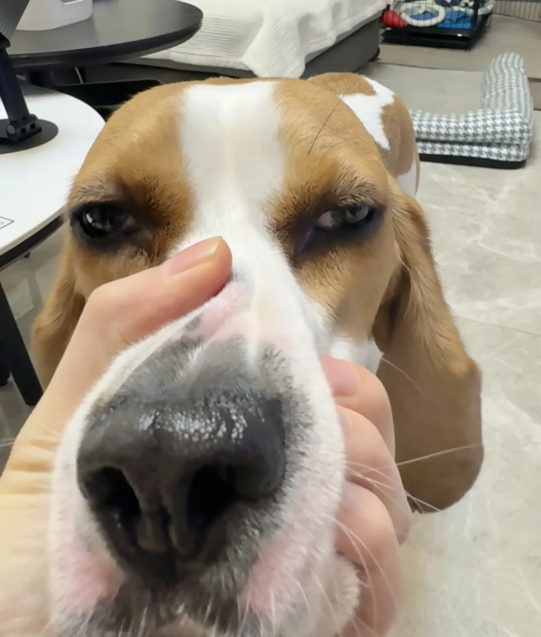 臭狗掉了一根蟑螂须，还会长出来吗？