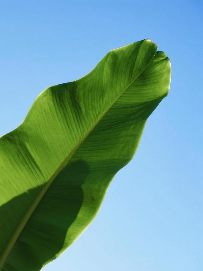 绿意流淌的瞬间🌿 ​​​