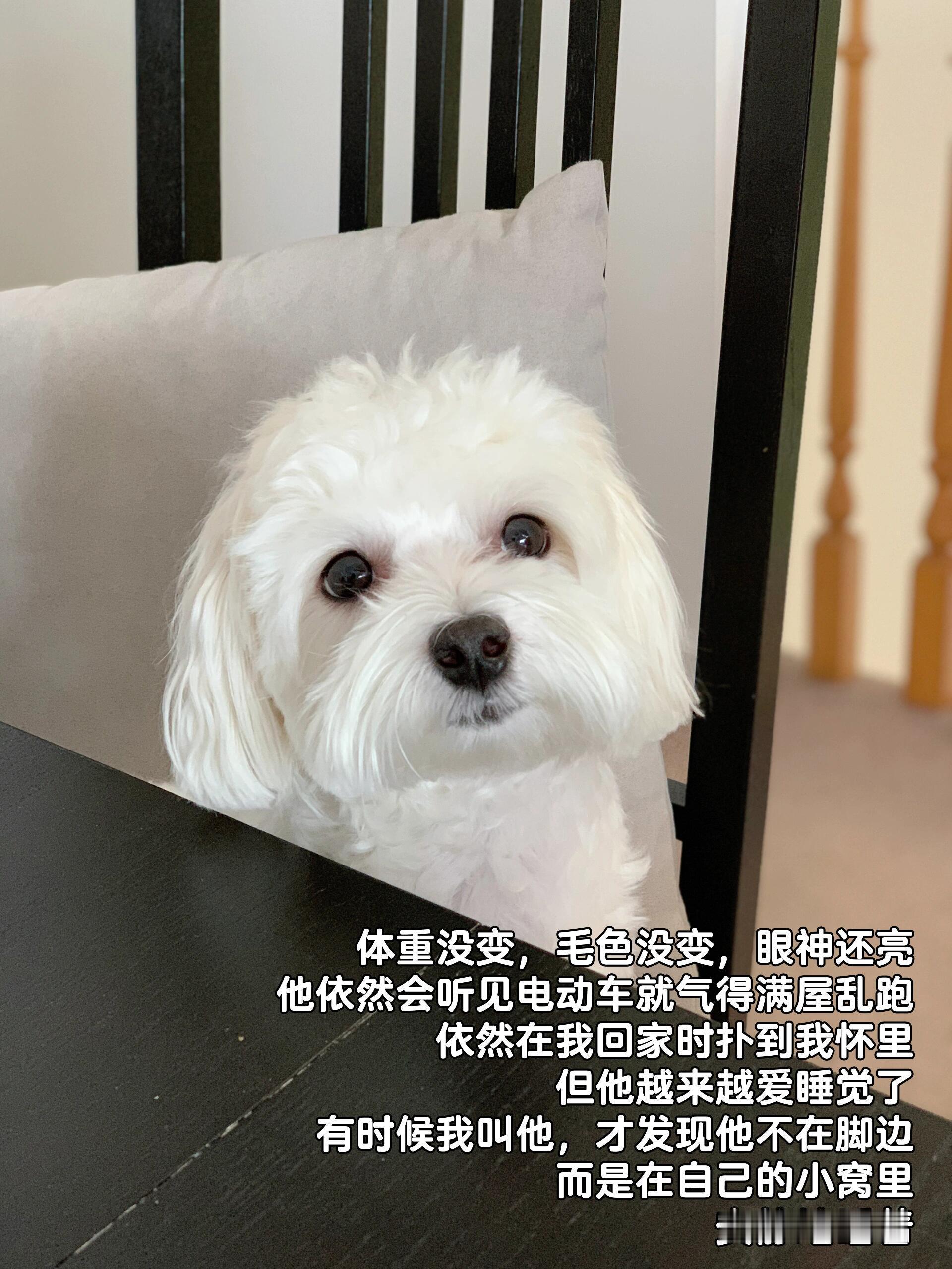 直观感受到了我的小狗在变老 ​​​