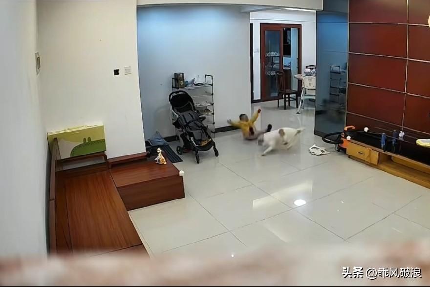家中的狗狗蓄意撞倒了两岁多的孩子，孩子顿时大哭起来。妈妈听到哭声赶忙出来，将孩子