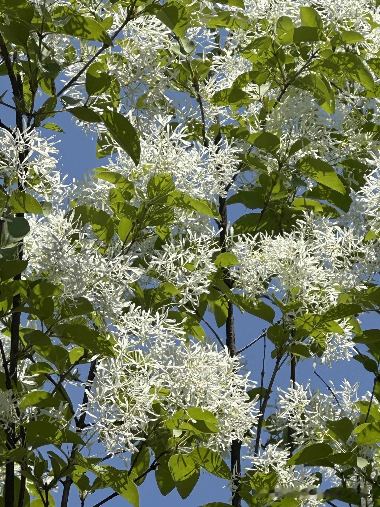 大家是喜欢春天的花呢
还是夏天的花
春花娇嫩
夏花绚烂
各有千秋