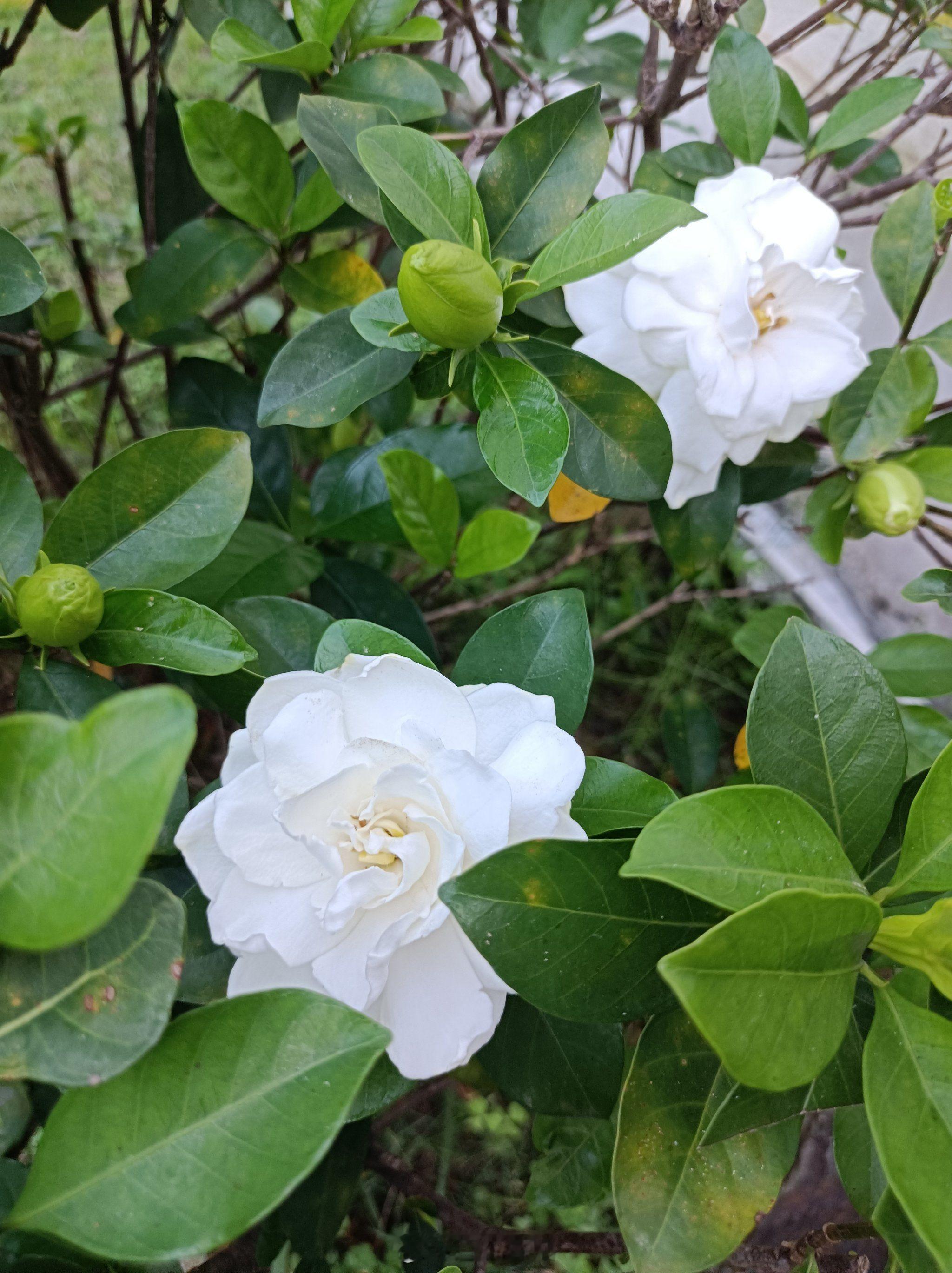 曝何炅要开演唱会最期待何炅老师的《栀子花开》，前奏一响，就像按下了青春的开关。舞