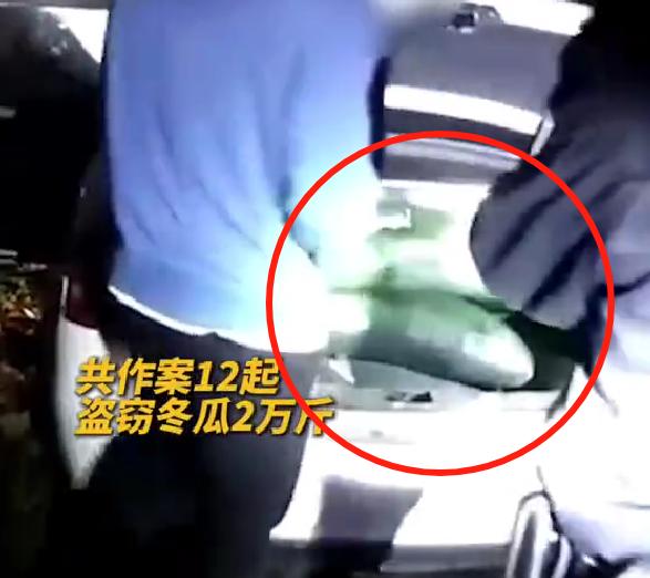 男子跨省盗窃2万斤冬瓜？
近日，安徽一家农户报警，说自家地里种的冬瓜被人偷了一千