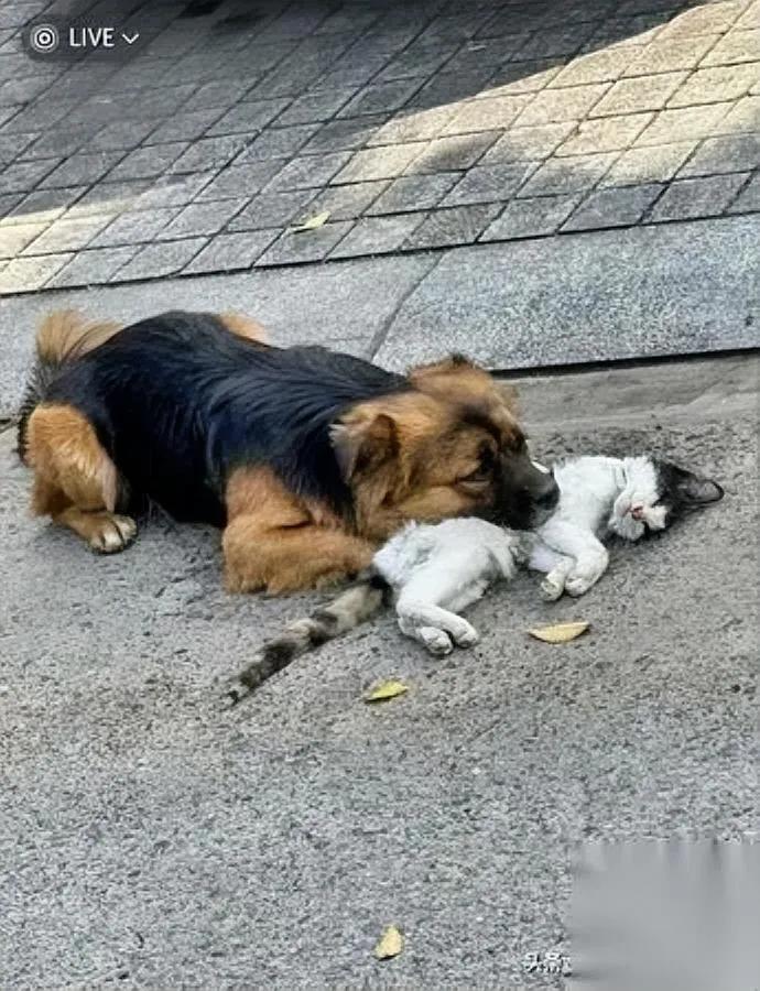 下班路过老地方

我攥着猫条停住脚

小橘怎么没扒我裤腿？

平时它总凑过来蹭手
