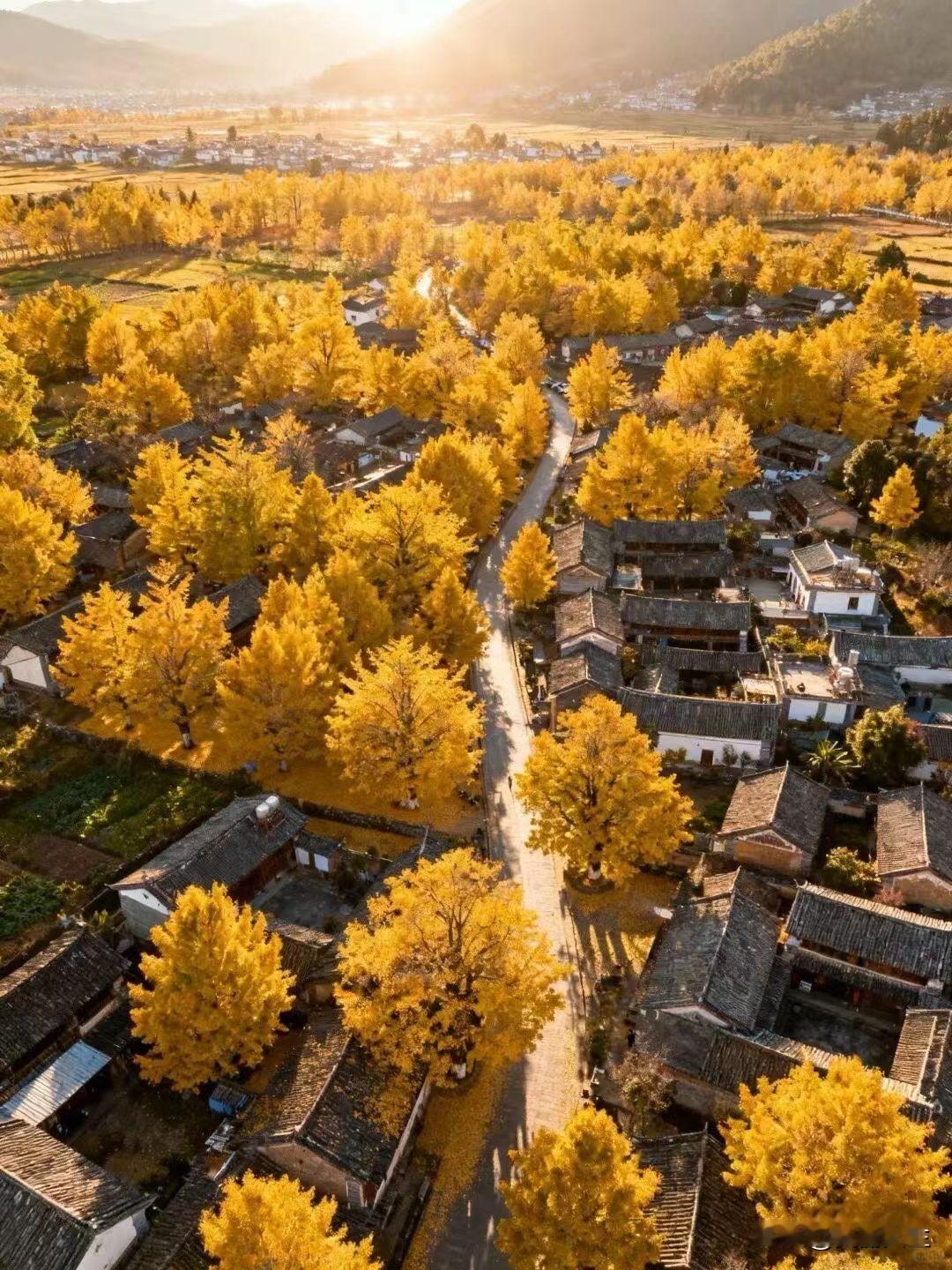 在云南找到了现实版金色童话