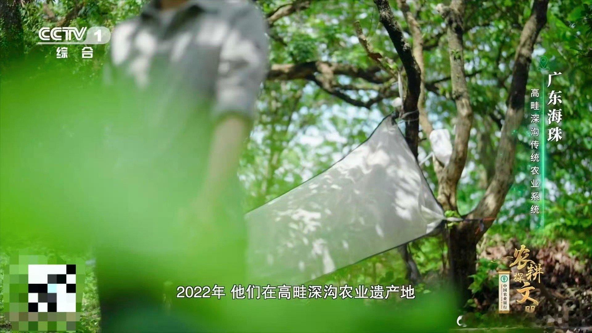 广东近年发现多个新物种 新物种保护需要全民共治！海珠微瓢虫生存状态牵动生态平衡，