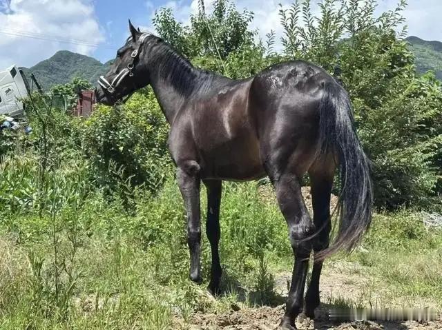 九万宝马变"冰马"，心态才是真保险

云南镇雄申先生花九万拍下汗血宝马"乌拉"，