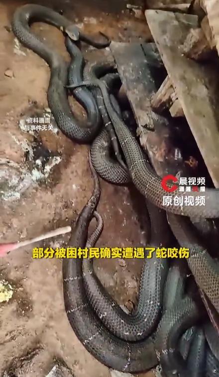 洪水致养蛇场蛇逃出有眼镜蛇当地回应洪水冲毁养蛇场村民被咬伤 看到眼镜蛇跑出来我头