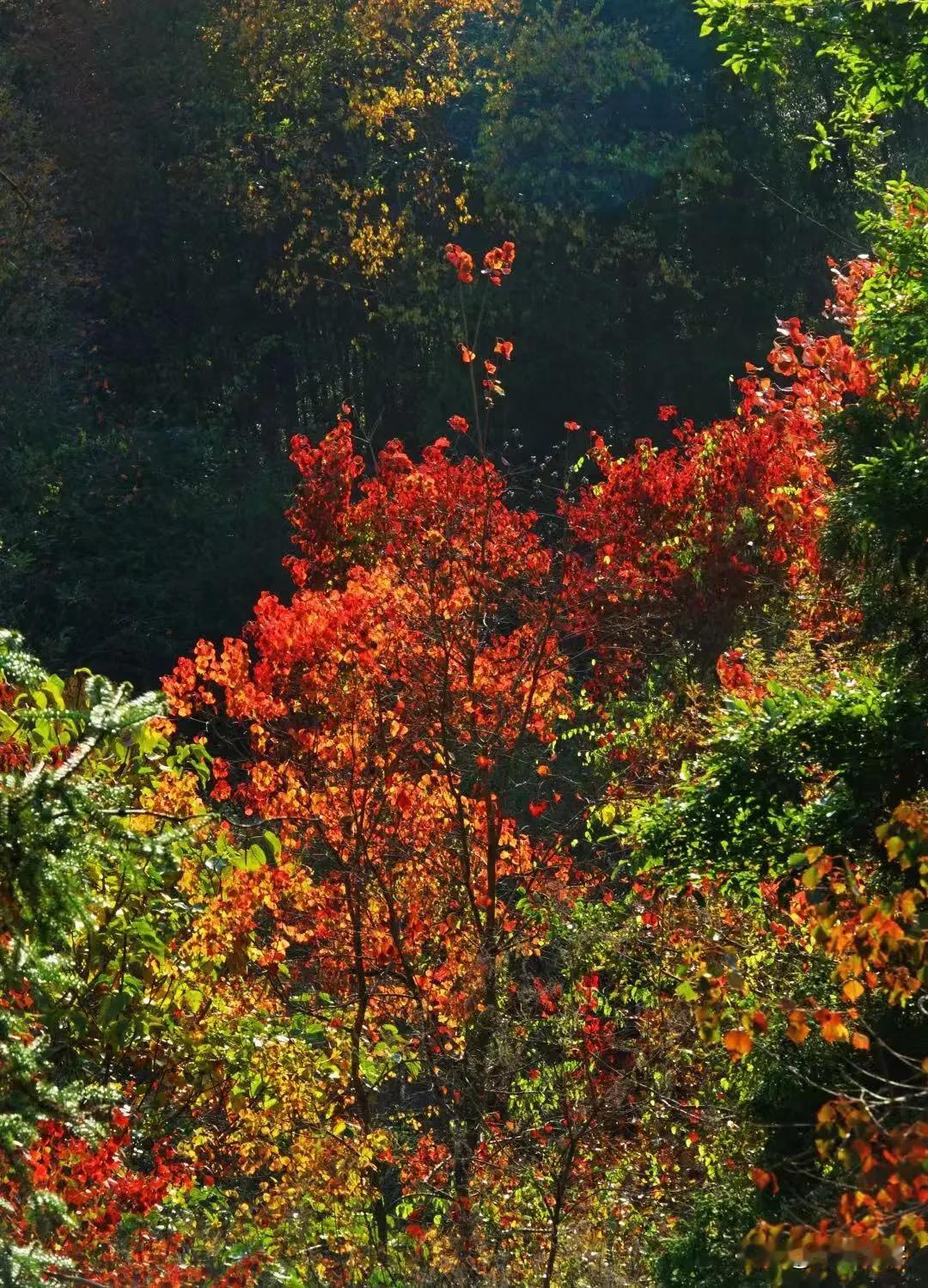 竹林里的乌桕树《首发》
地点皖南，把乌桕树与毛竹混种绝对是一大创举。乌桕树叶在毛