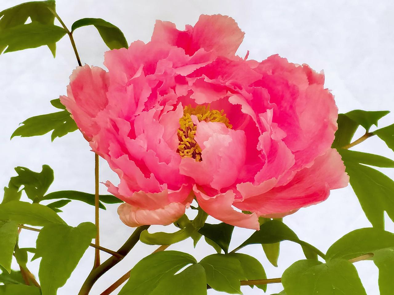 公园🌸🌿随手拍