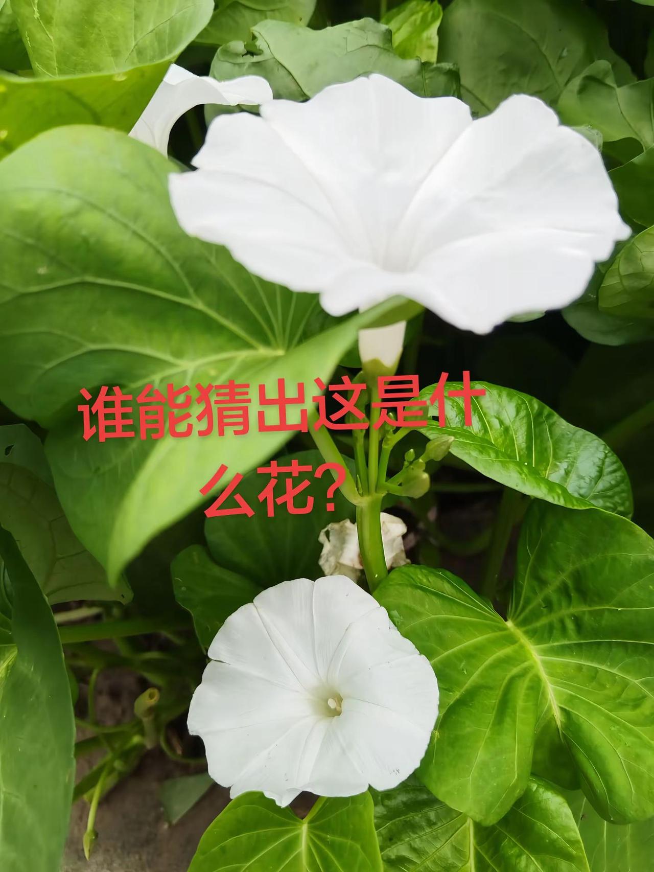 好看的花不能独赏