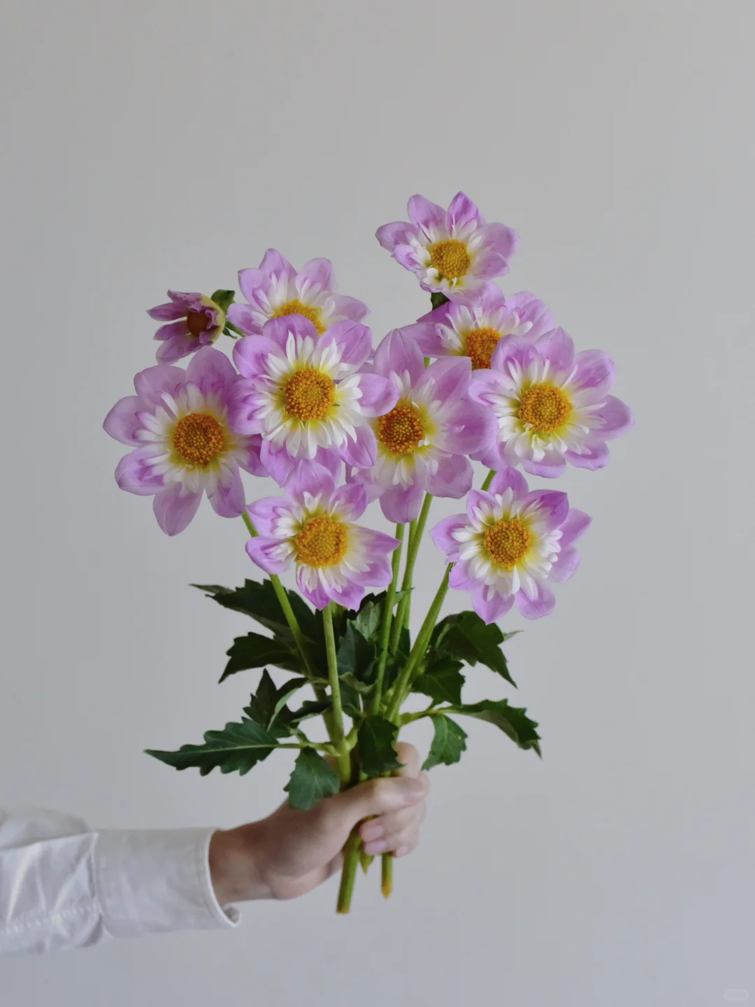 三木谷大丽花庄园·奥黛丽