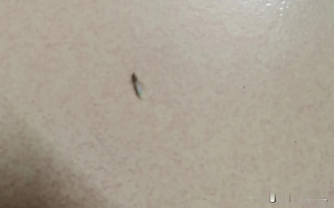 今天下了好几场大雨，天气又闷又热又潮湿，根据以往经验我就觉得晚上七点半白蚁肯定要