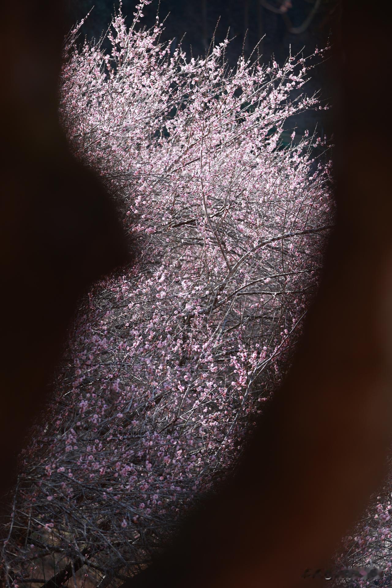 是梅花还是桃花呢？好美呀～
梅州城区边上竟然还有这么仙的地方
可以赏美景，也可以