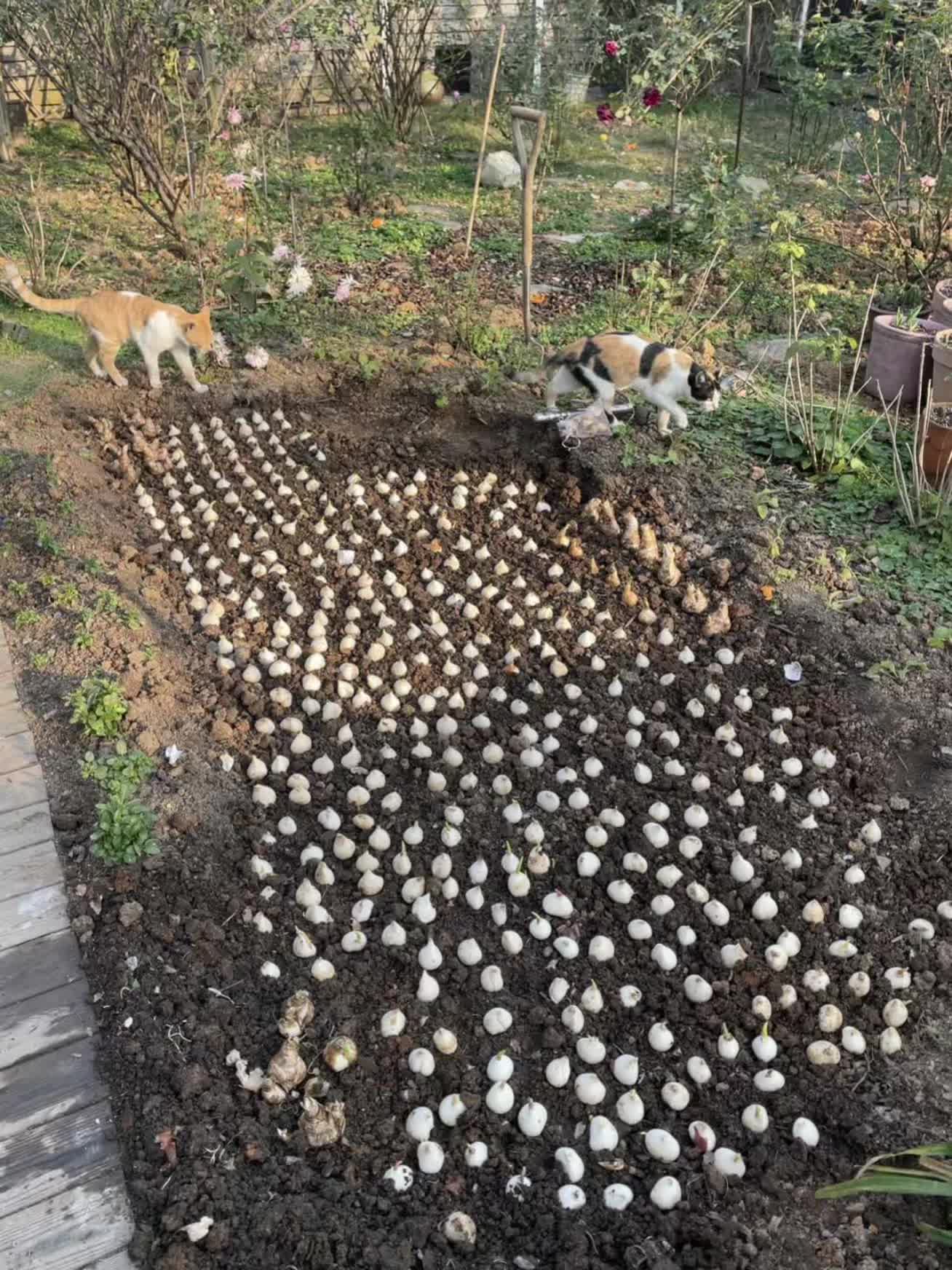 这个春天我给自己种了一片郁金香🌷 infp