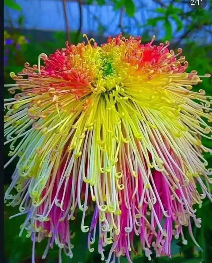 花开如火，绽放生命。#随手拍秋季菊花# #艳丽秋菊随手拍# #赏秋菊！#