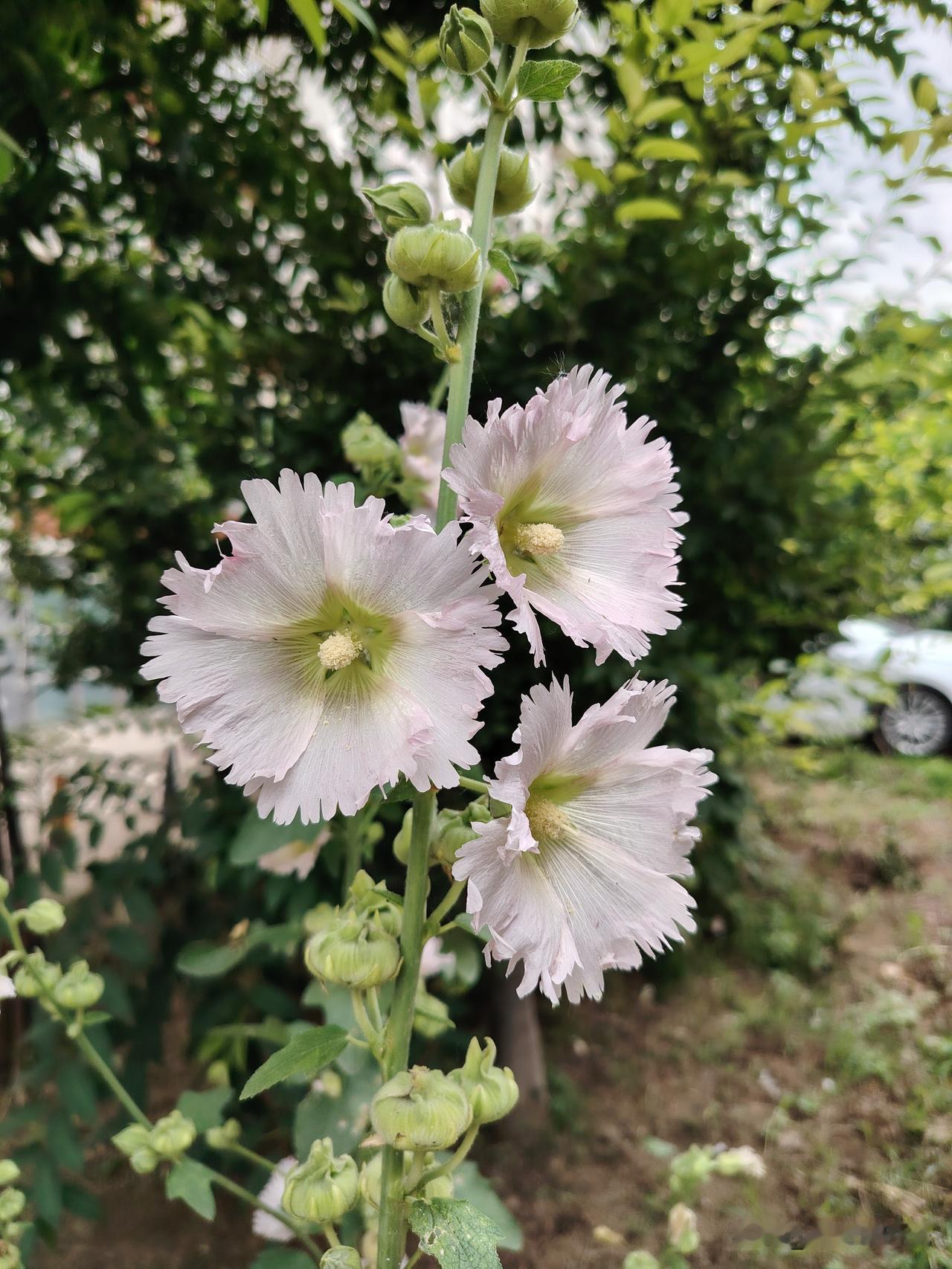 时光一路飞驰向前，

人被推向流火的七月

喜欢盛夏的清晨，

听鸟儿悠然地歌唱