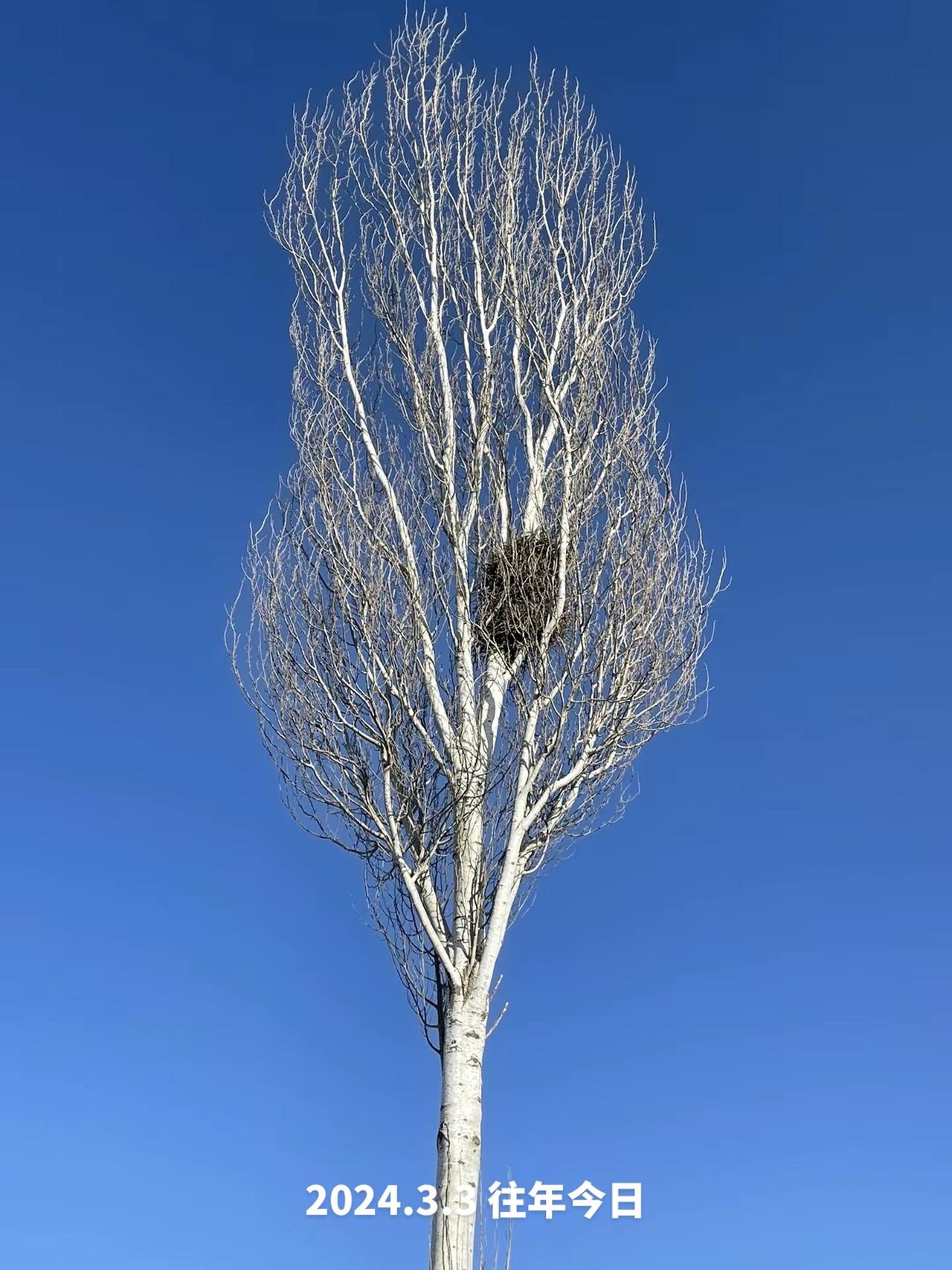 故乡房后有鸟窝🪹