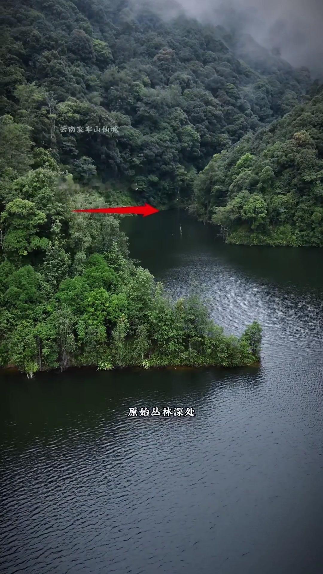 哀牢山原始丛林有多可怕？这里是未经人类开采的原始秘境，里面藏着无数未知生物，像走