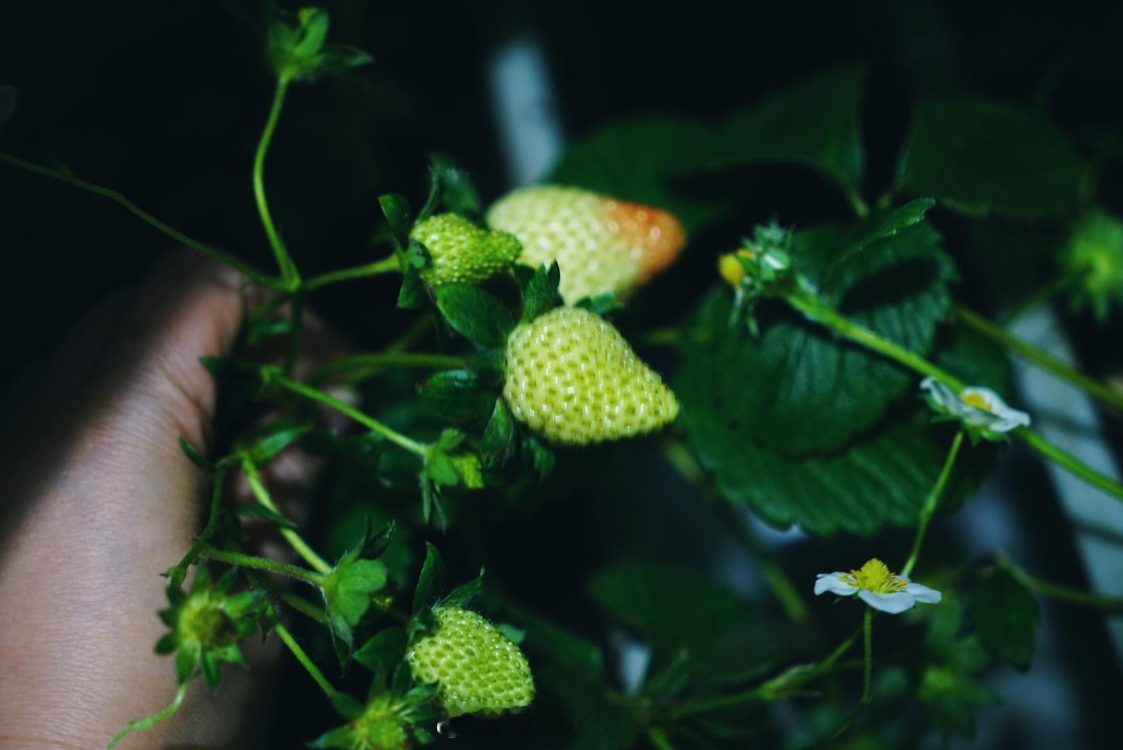 木有农药摘了就能进肚子有机草莓🍓好安逸 阳台花园[超话]  