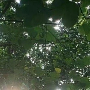 不是现代出租屋空调故障的那种干冷，是带着松针潮气的、能钻进骨头缝的冷。他猛地睁开