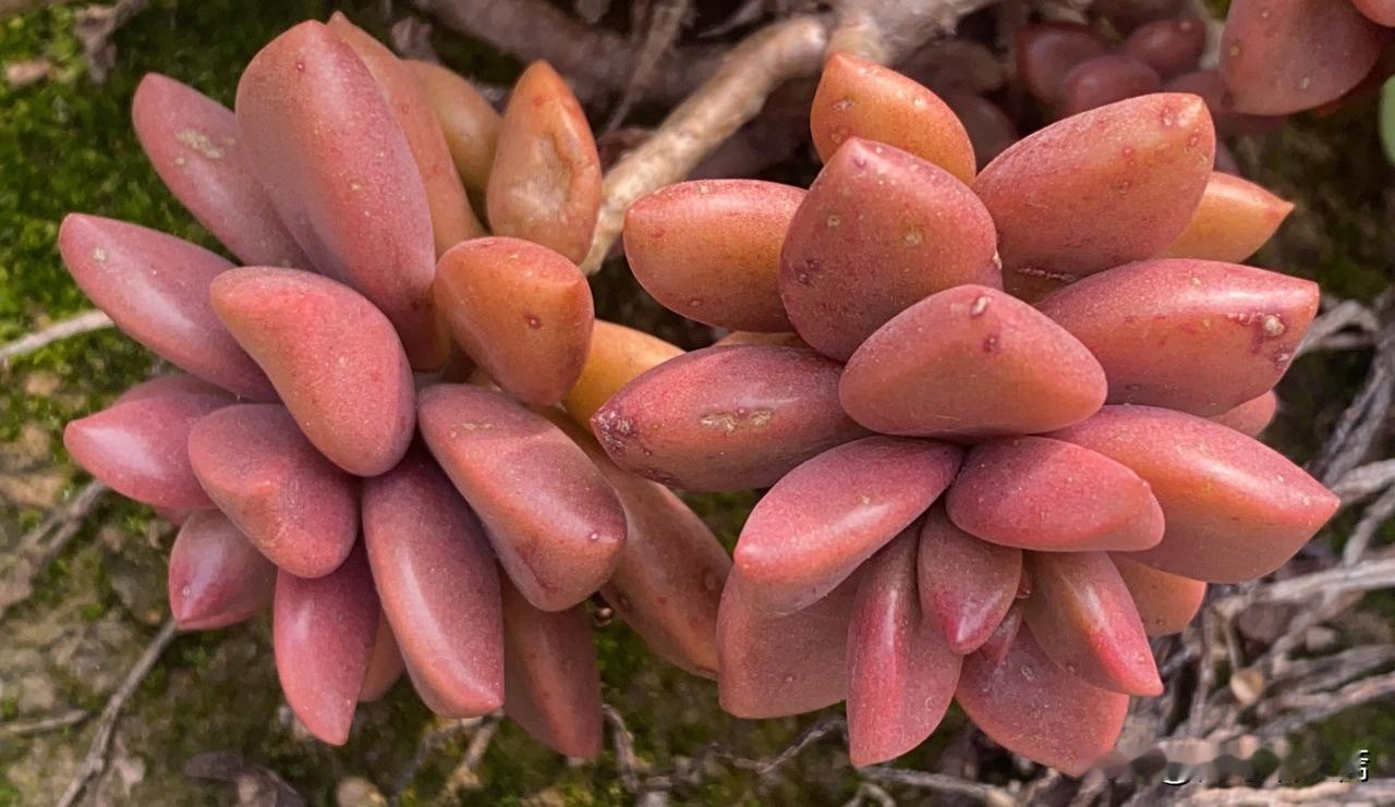 红润多汁，可爱又迷人的多肉植物，快来养一盆吧！