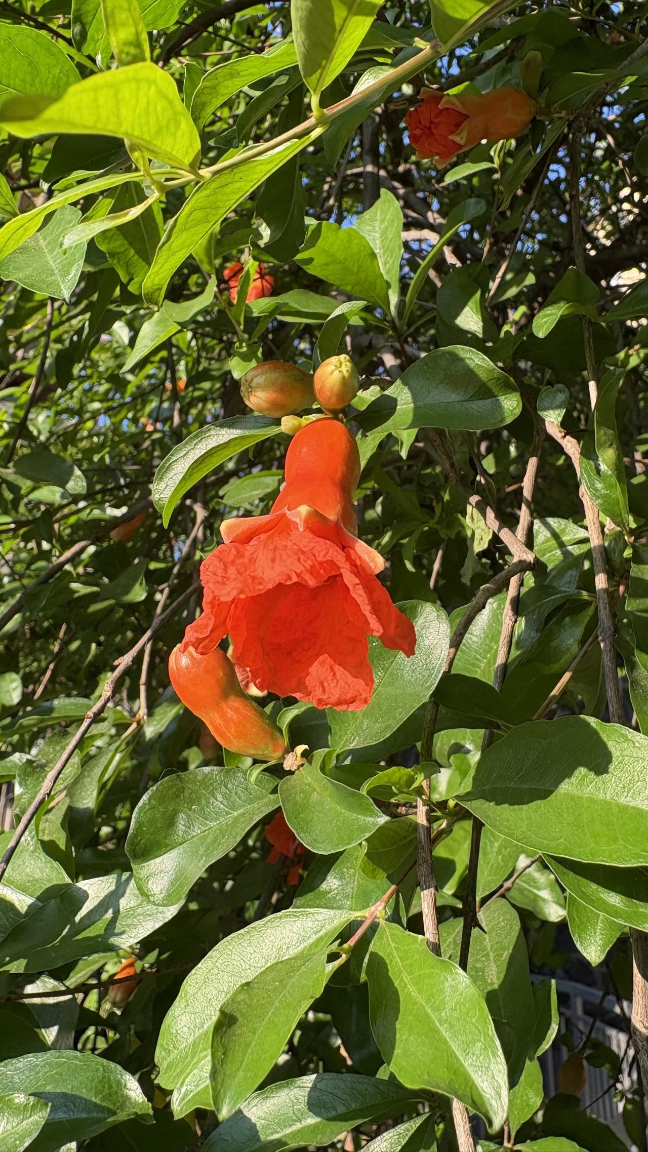 春季把石榴嫩芽梳理好一下，就可以看到花蕾花朵，当然现在其实还没有进入盛花期，因为