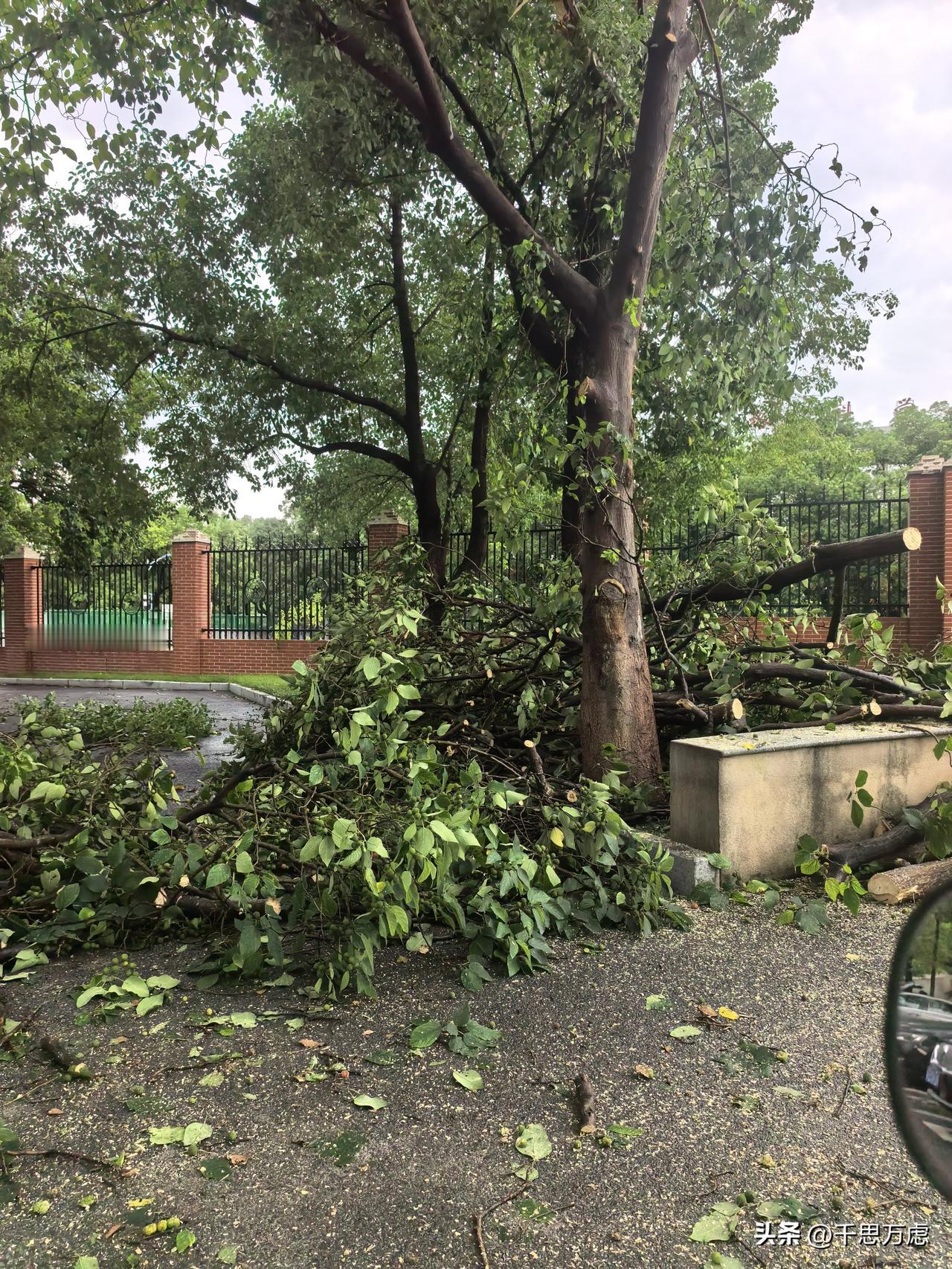 台风“红霞”登陆长沙！被暴风雨肆虐后的星城树倒枝断，一片狼藉。出门有风险，行程需