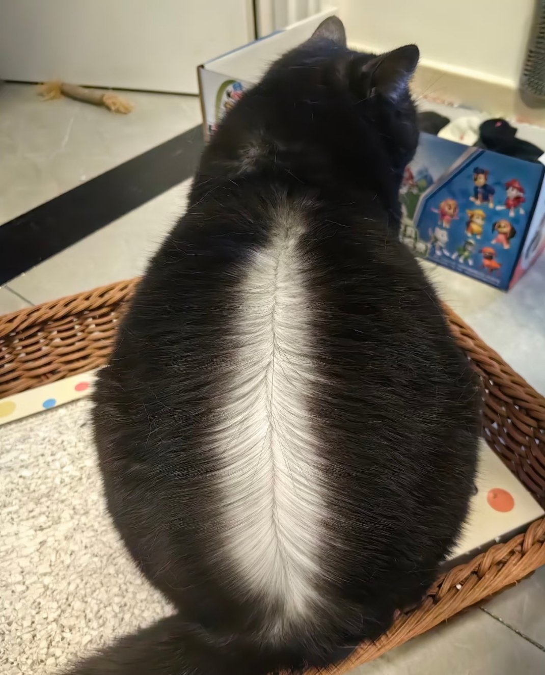 黑猫其实是白猫来的养一只猫其实是养两只猫 