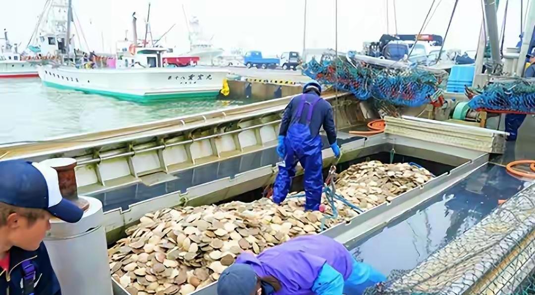 ​日本渔民叫苦连天，惨不忍睹！看到日本船只停靠岸边积满了从海里打捞上来大量的扇贝