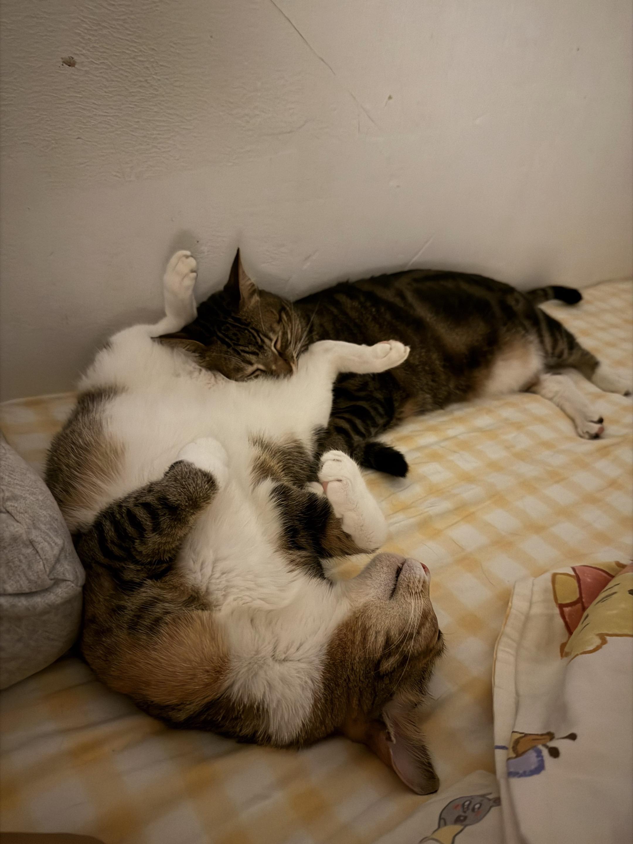 论小猫一个晚上能换多少种睡姿