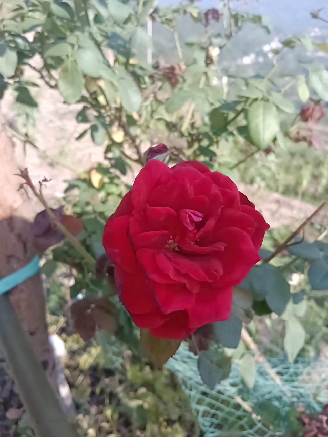 你觉得婚姻给你最大感触是什么？作者加速成长计划我觉得婚姻就像是你种下的一株花，平
