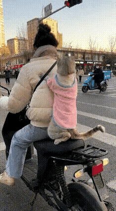 笑不活了！电动车后座的猫咪直接成精！​路口等红灯的功夫，穿粉嫩小衣服的猫咪听到路