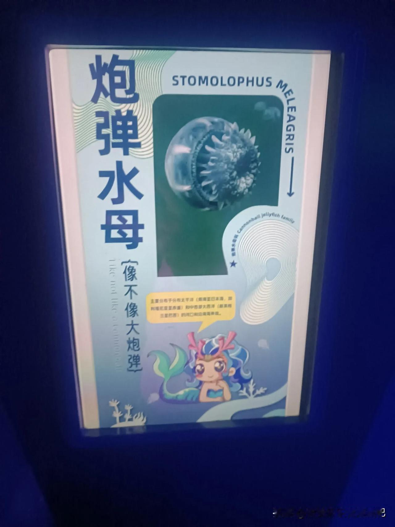 美丽的水母，去海底世界看看[大笑][大笑][大笑]