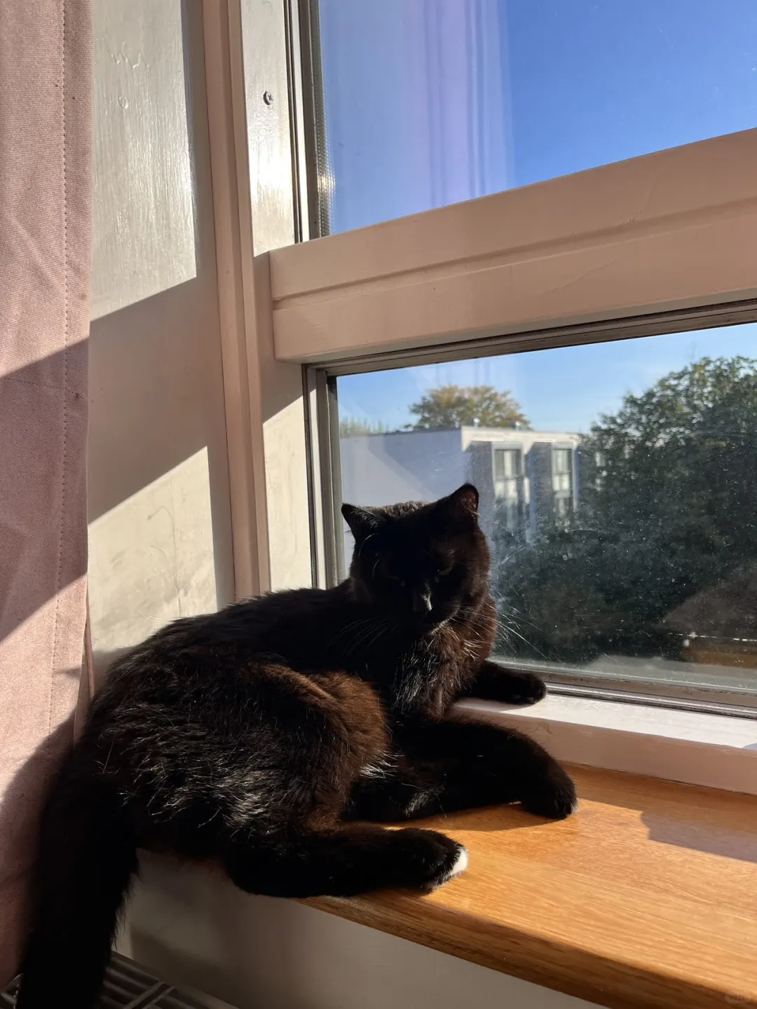 来晒猫鸭
