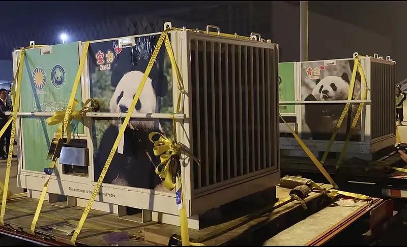 大熊猫“宝力”“青宝”抵达美国
15日，中国大熊猫“宝力”和“青宝”搭乘专机抵达